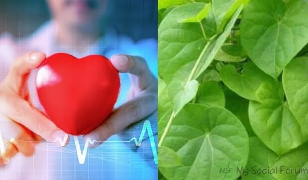 جانیں گلوئے کے پتوں کے 5 کرشماتی فوائد جو آپ کو معلوم نہیں۔ یہ شوگر کو کم کرنے اور دل کی بیماریوں کے لیے بہت مفید اور فاءدہ مند ہیں۔۔